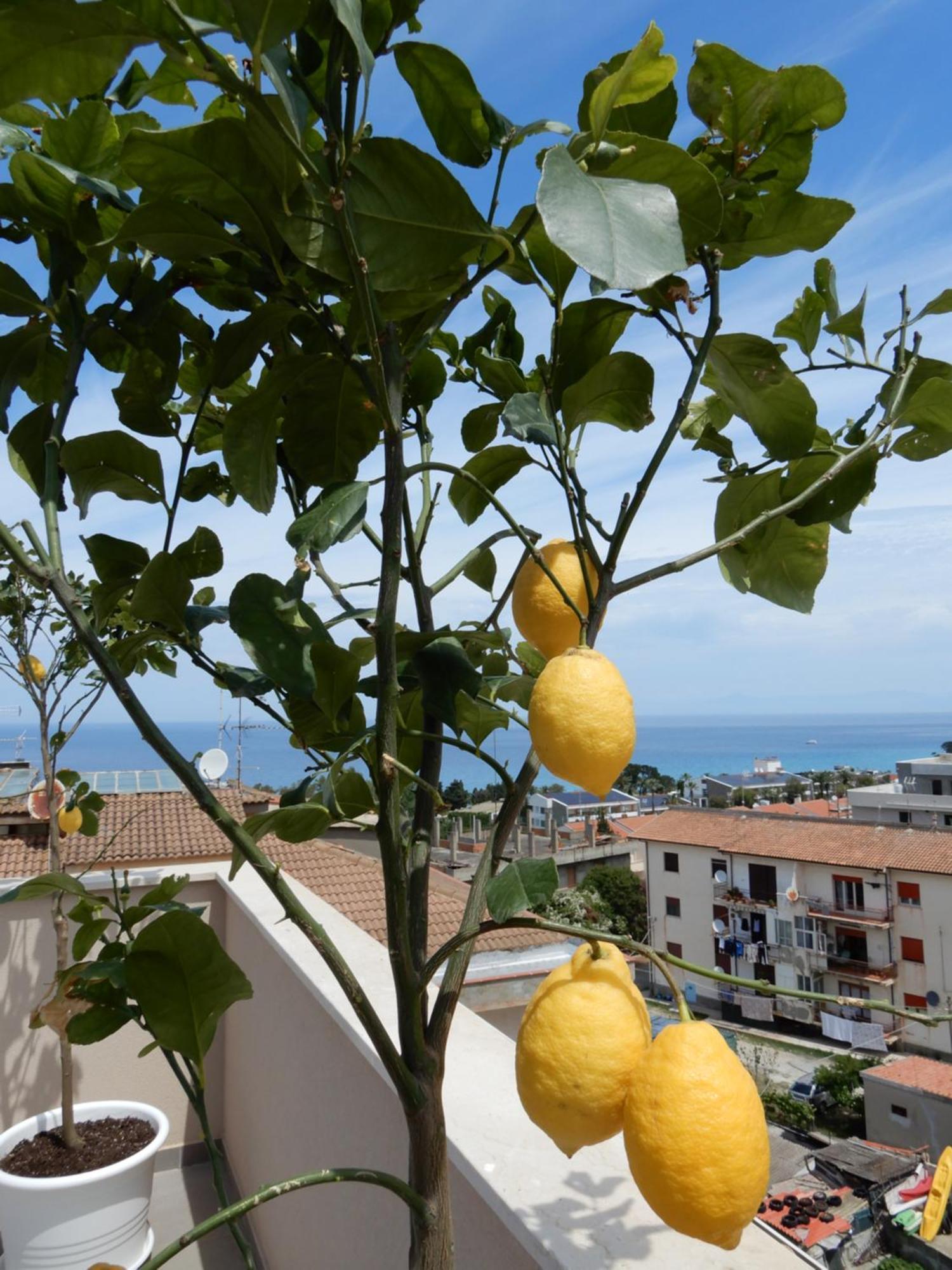 Middle Town Palace Tropea Ngoại thất bức ảnh